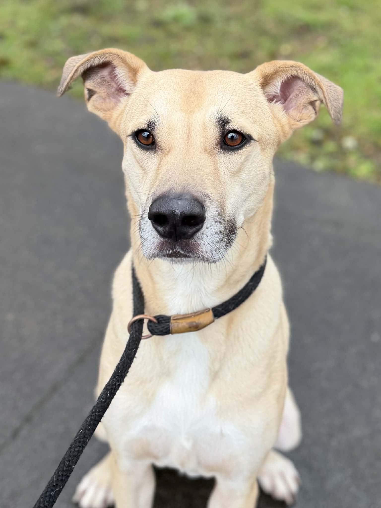 Kellen, Adoptable, Adult Male Black Mouth Cur.