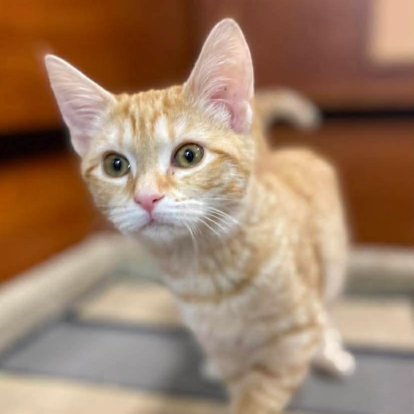 Enlarge Estelle, a ADOPTABLE Domestic Short Hair in Memphis, TN image 2/6