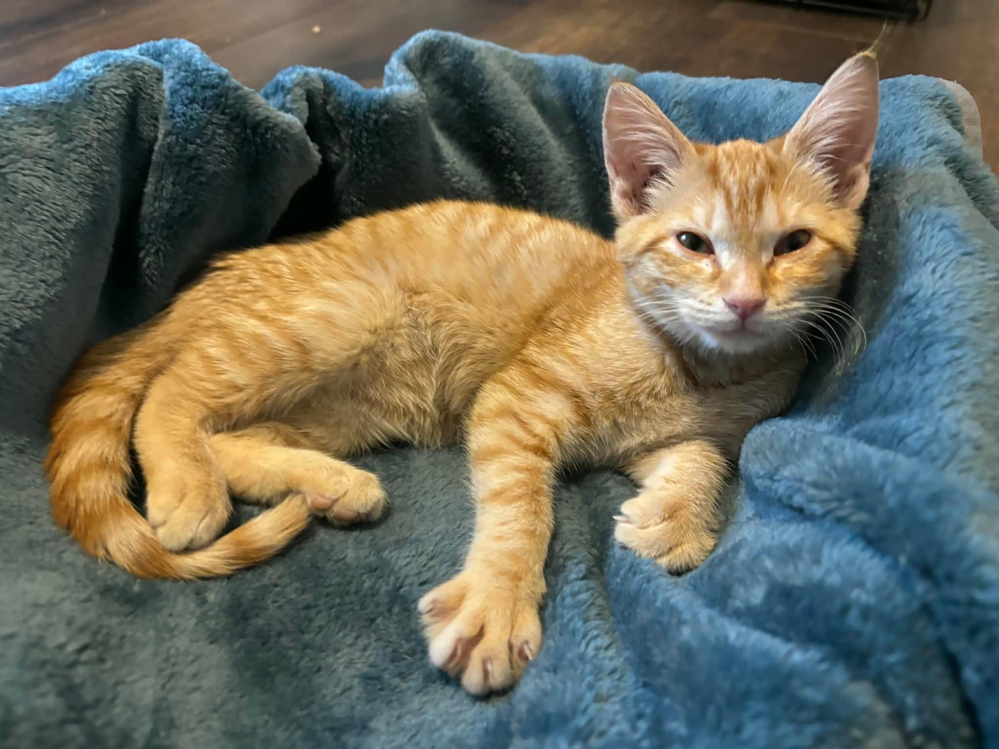 Enlarge Estelle, a ADOPTABLE Domestic Short Hair in Memphis, TN image 6/6