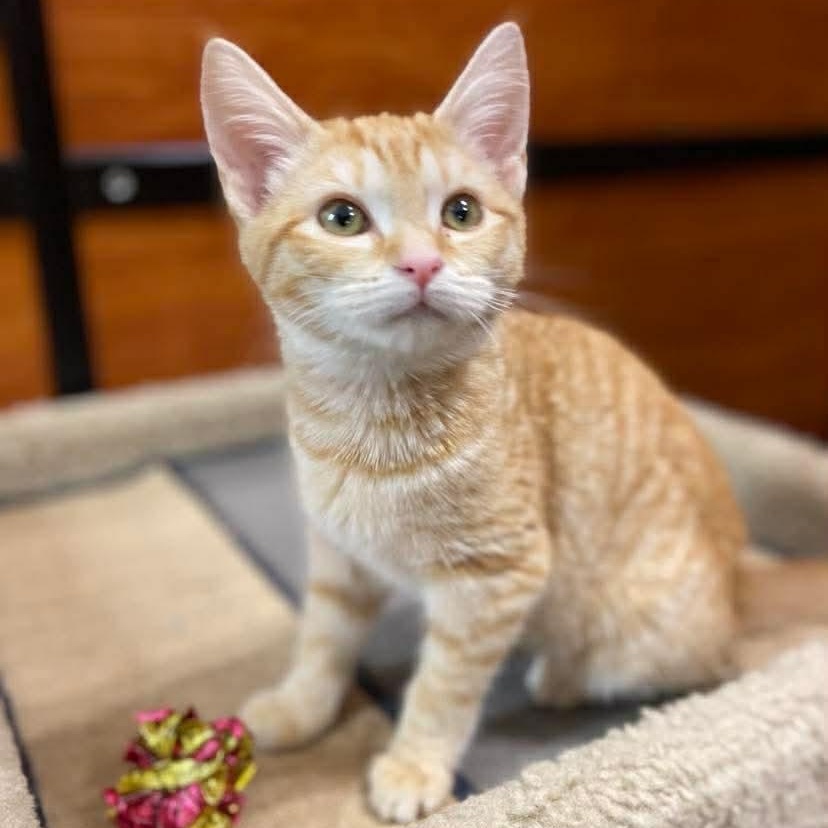 Enlarge Estelle, a ADOPTABLE Domestic Short Hair in Memphis, TN image 3/6