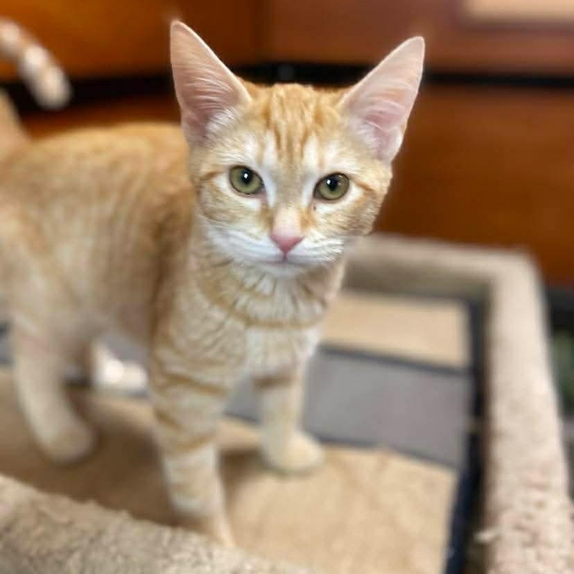 Enlarge Estelle, a ADOPTABLE Domestic Short Hair in Memphis, TN image 4/6