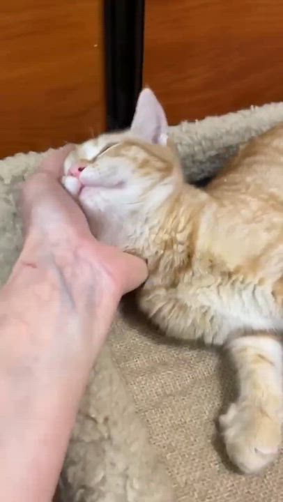 Enlarge Estelle, a ADOPTABLE Domestic Short Hair in Memphis, TN video 5/6