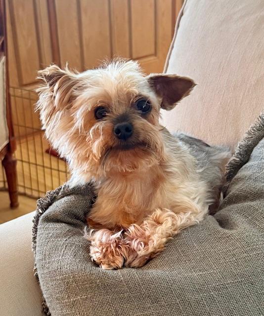 Enlarge Birdie, a Adopted Yorkshire Terrier in Taunton, MA image 1/3