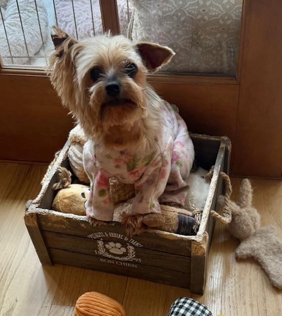 Enlarge Birdie, a Adopted Yorkshire Terrier in Taunton, MA image 2/3