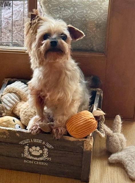 Enlarge Birdie, a Adopted Yorkshire Terrier in Taunton, MA image 3/3