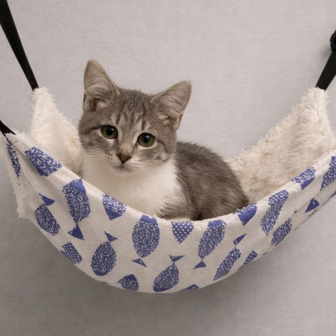 Enlarge Akira, a Adoptable mixed breed in Andover, MN image 1/2