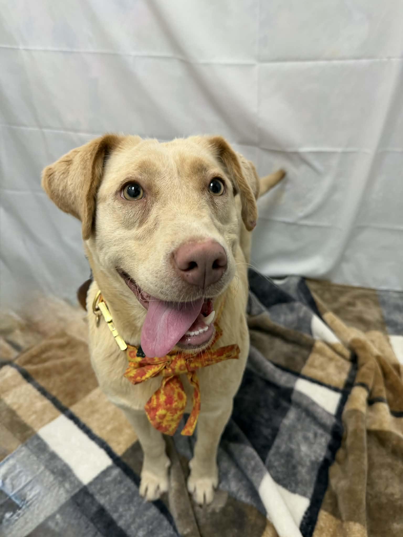 Honeydukes, an adoptable mixed breed in Martinsville, IN image 1/2