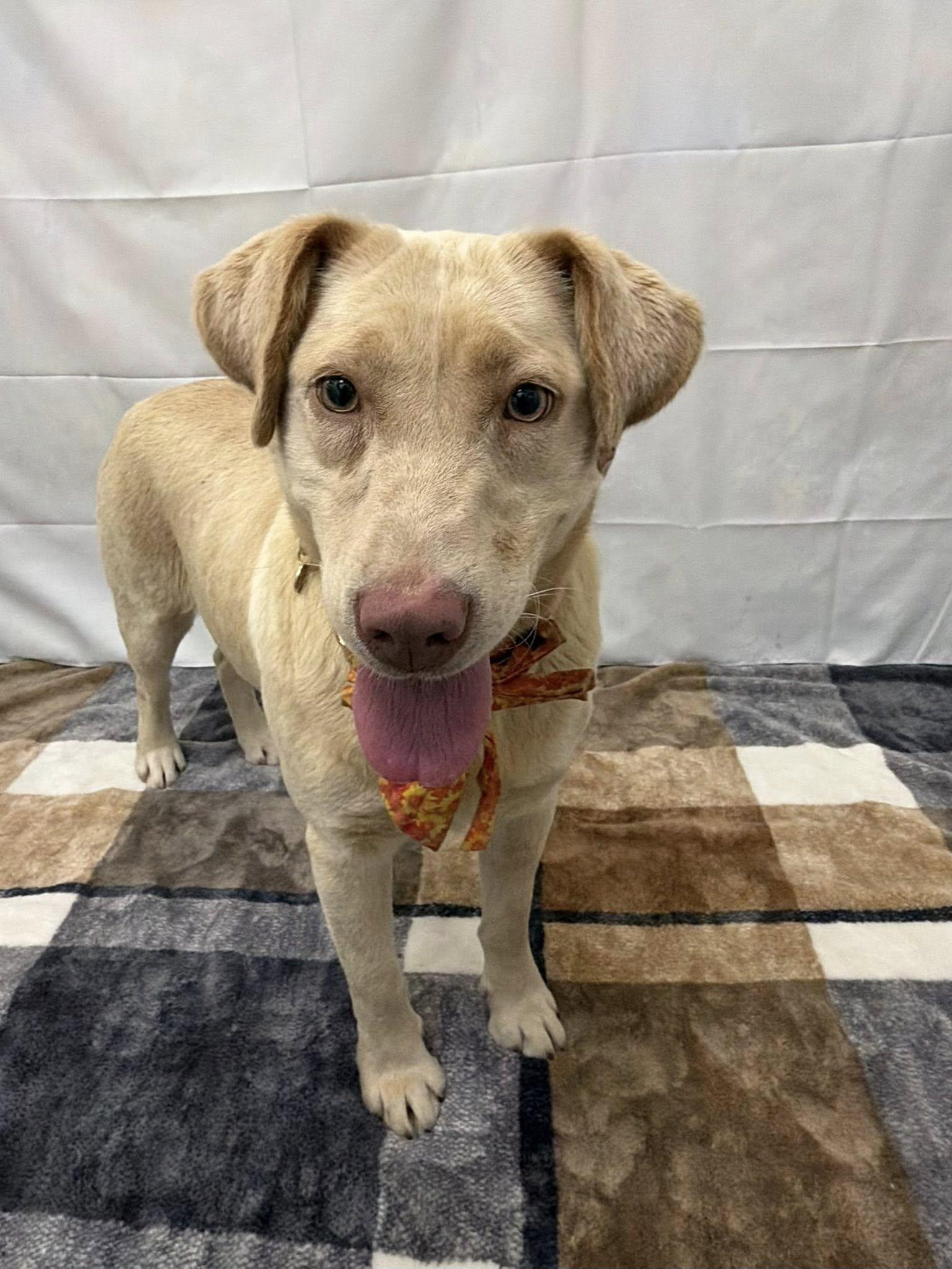 Honeydukes, an adoptable mixed breed in Martinsville, IN image 2/2