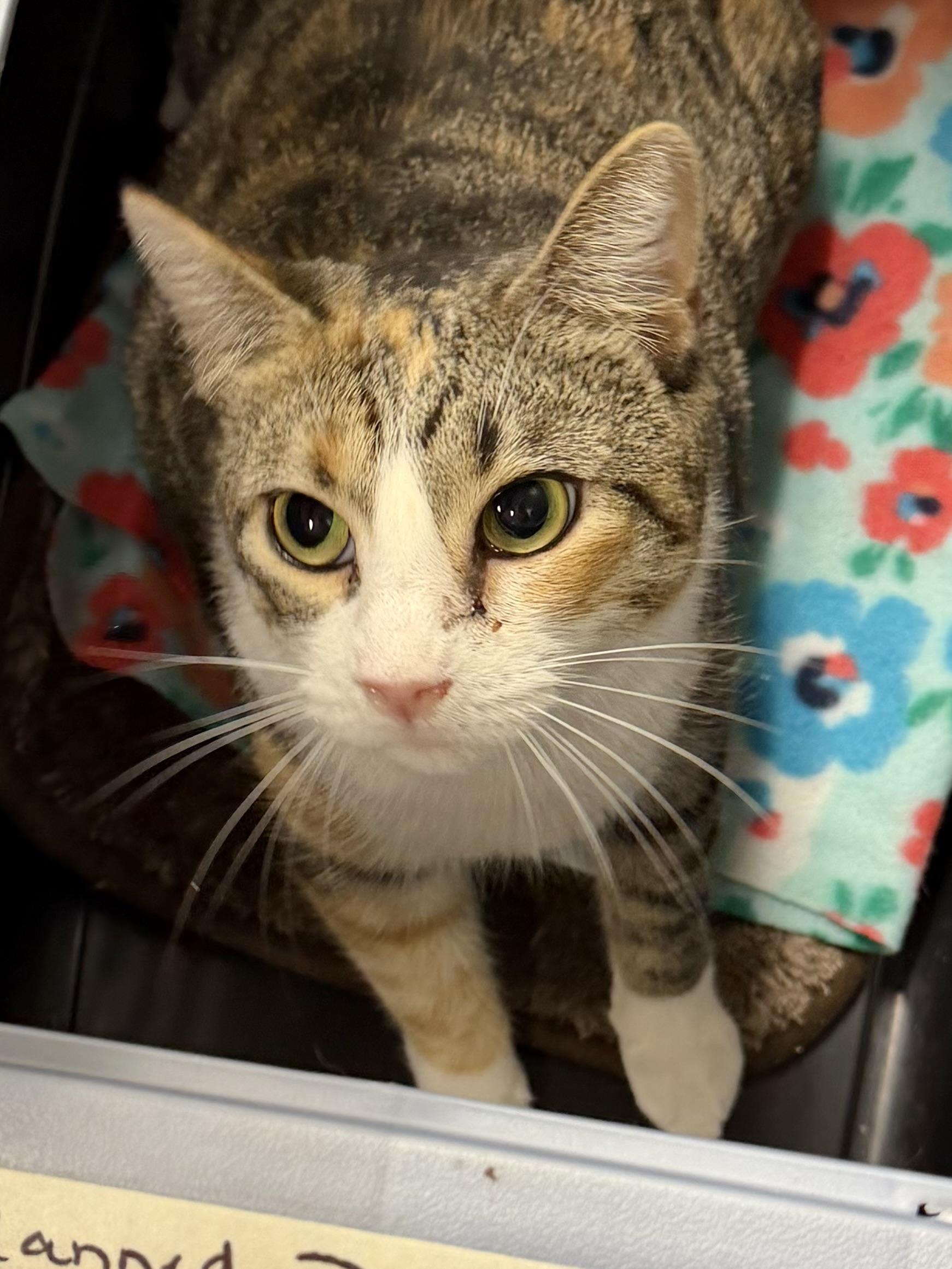 Enlarge Annie, an adopted mixed breed in Duluth, GA image 4/4