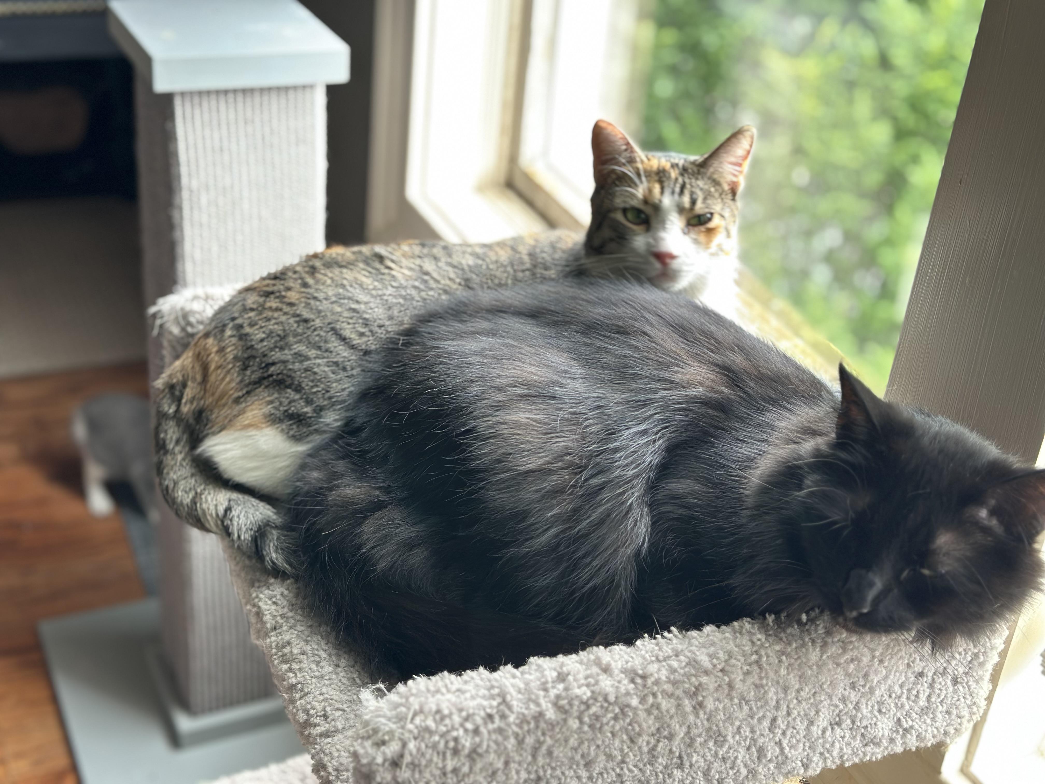 Annie, adopted, Adult Female Tabby & Domestic Short Hair.