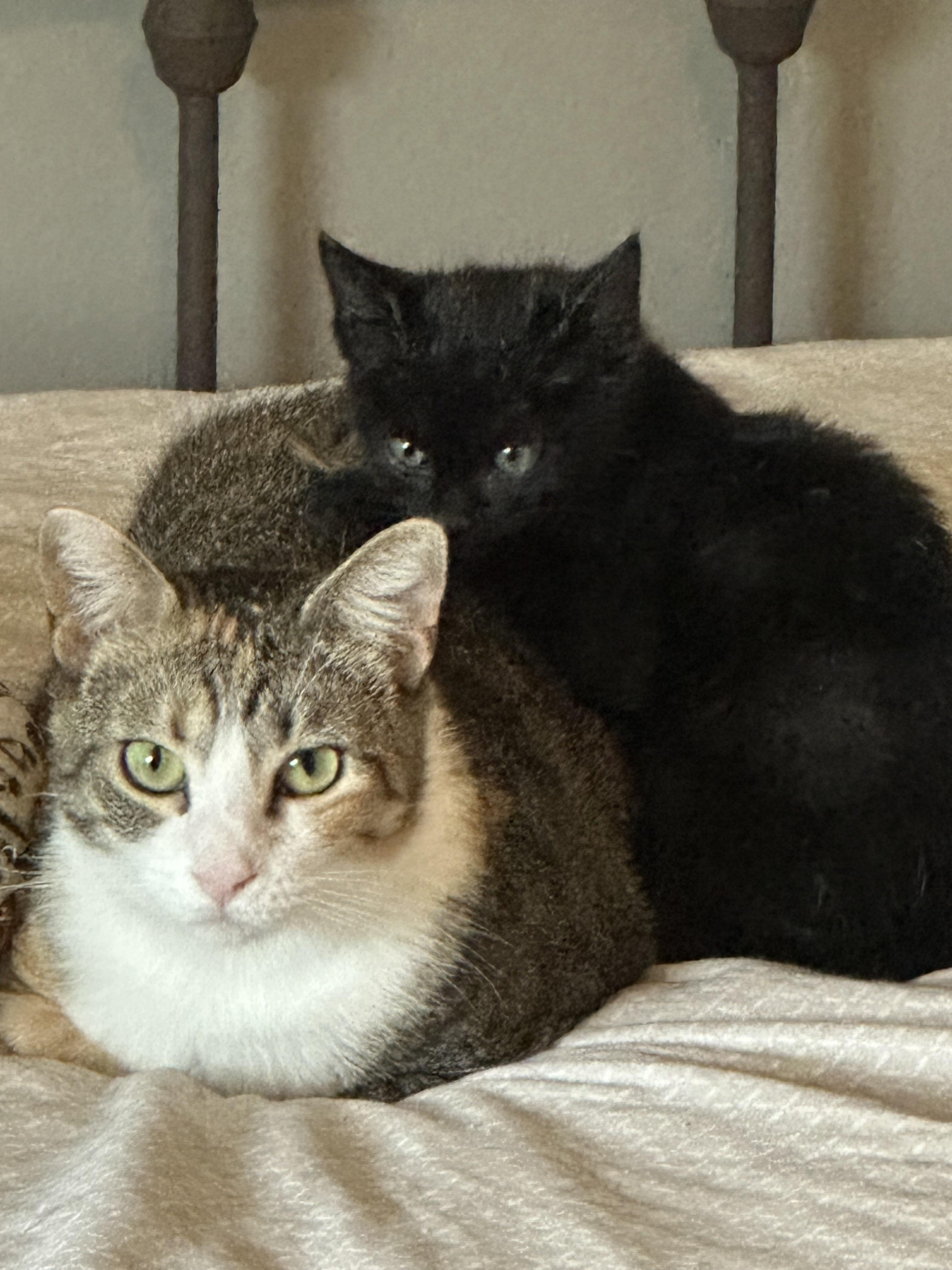 Enlarge Annie, an adopted mixed breed in Duluth, GA image 3/4