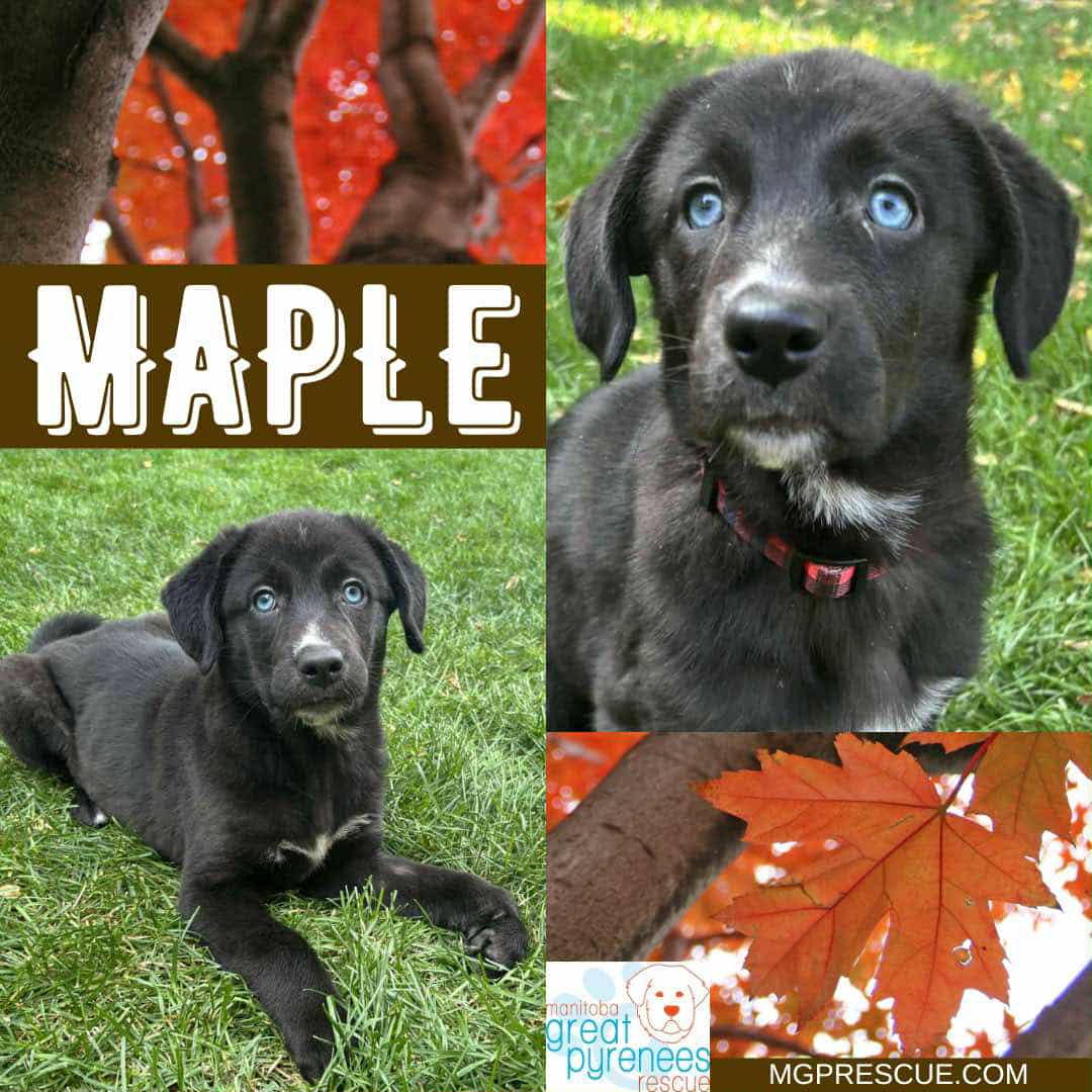 Maple, an adoptable Black Labrador Retriever in New Bothwell, MB, R0A 1C0 | Photo Image 1