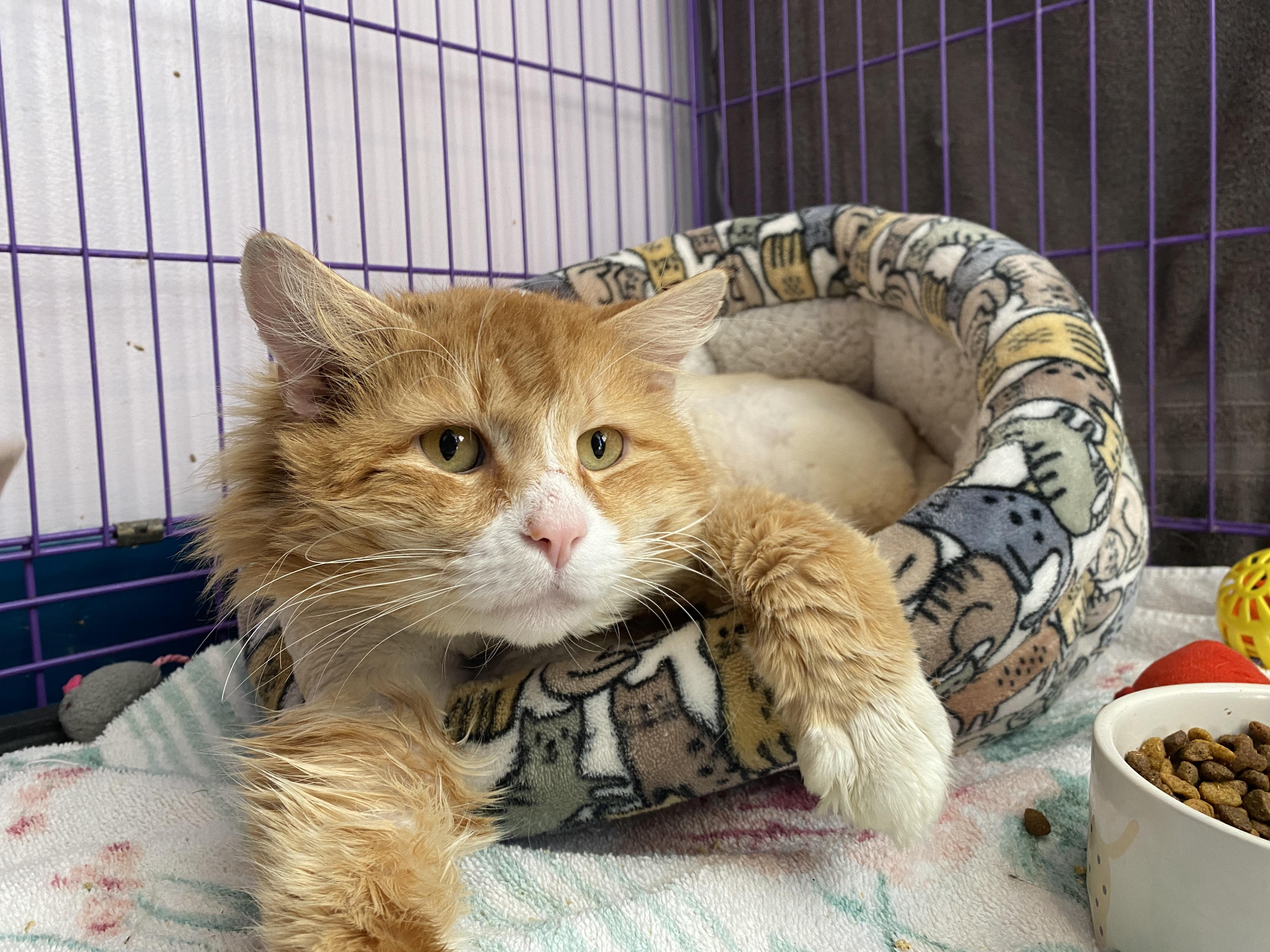 Bisque , ADOPTABLE, Adult Male Domestic Medium Hair.