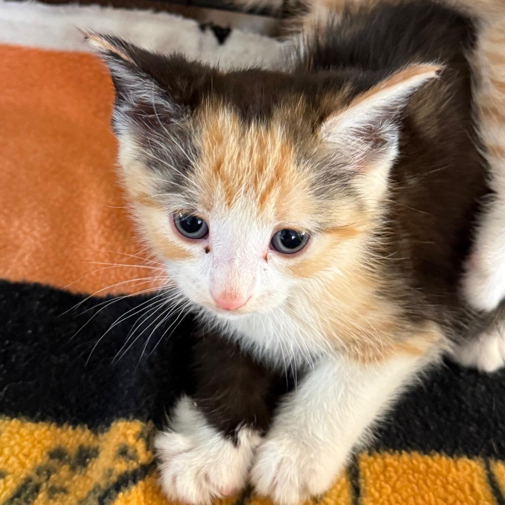 Annie, Adoptable, Kitten Female Domestic Short Hair.