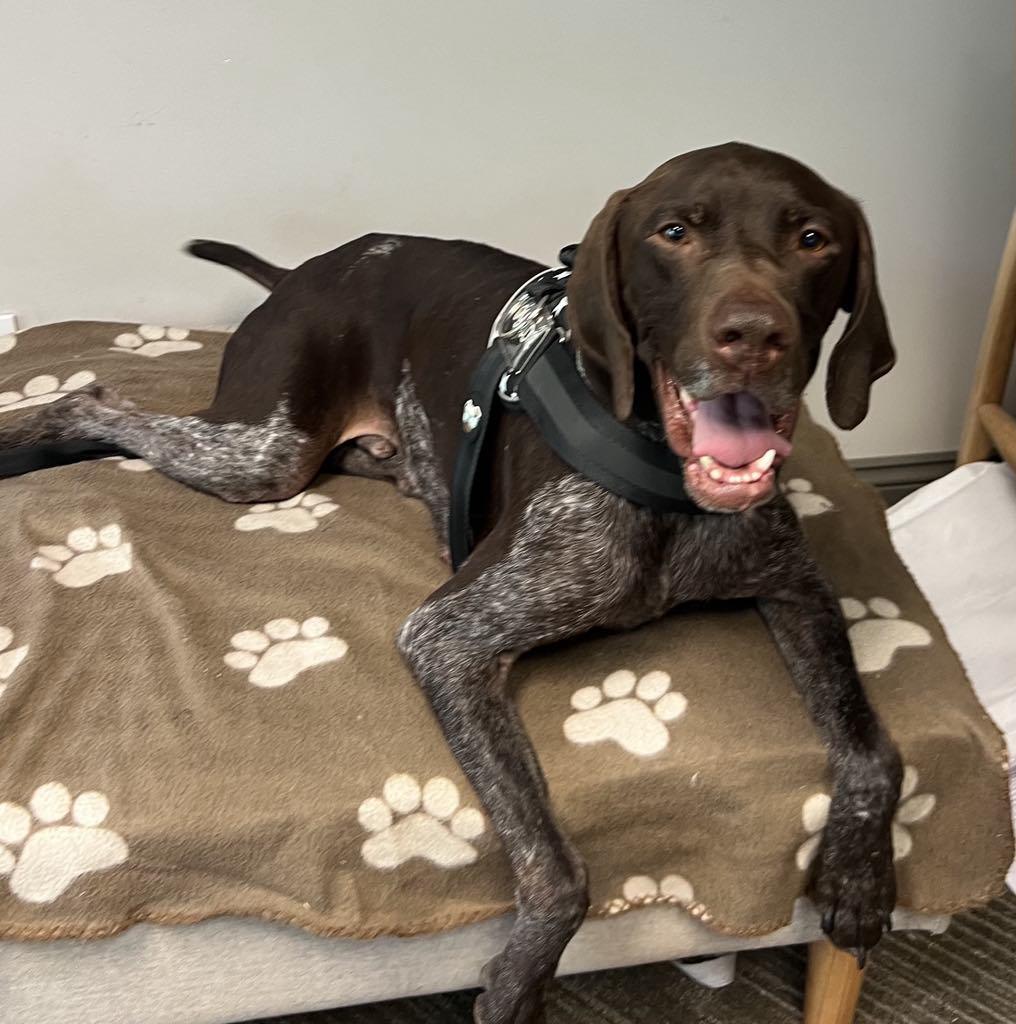 MULLIGAN**, Adopted, Young Male German Shorthaired Pointer.