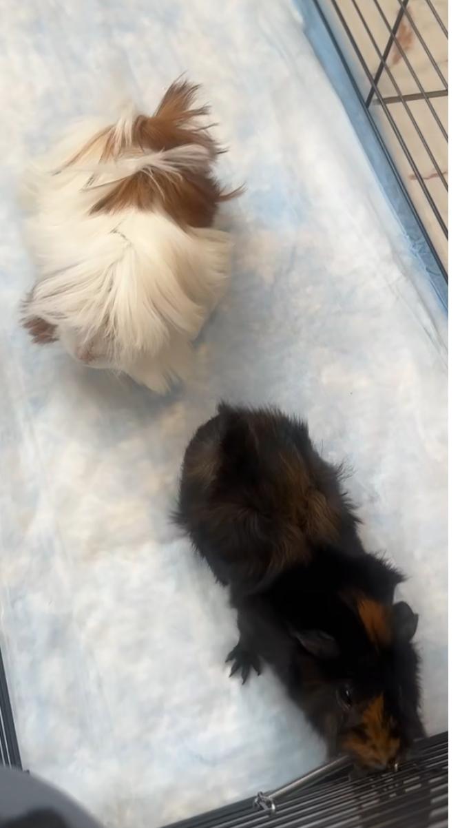 Mimi and Wiggles, Adopted, Young Female Silkie / Sheltie.