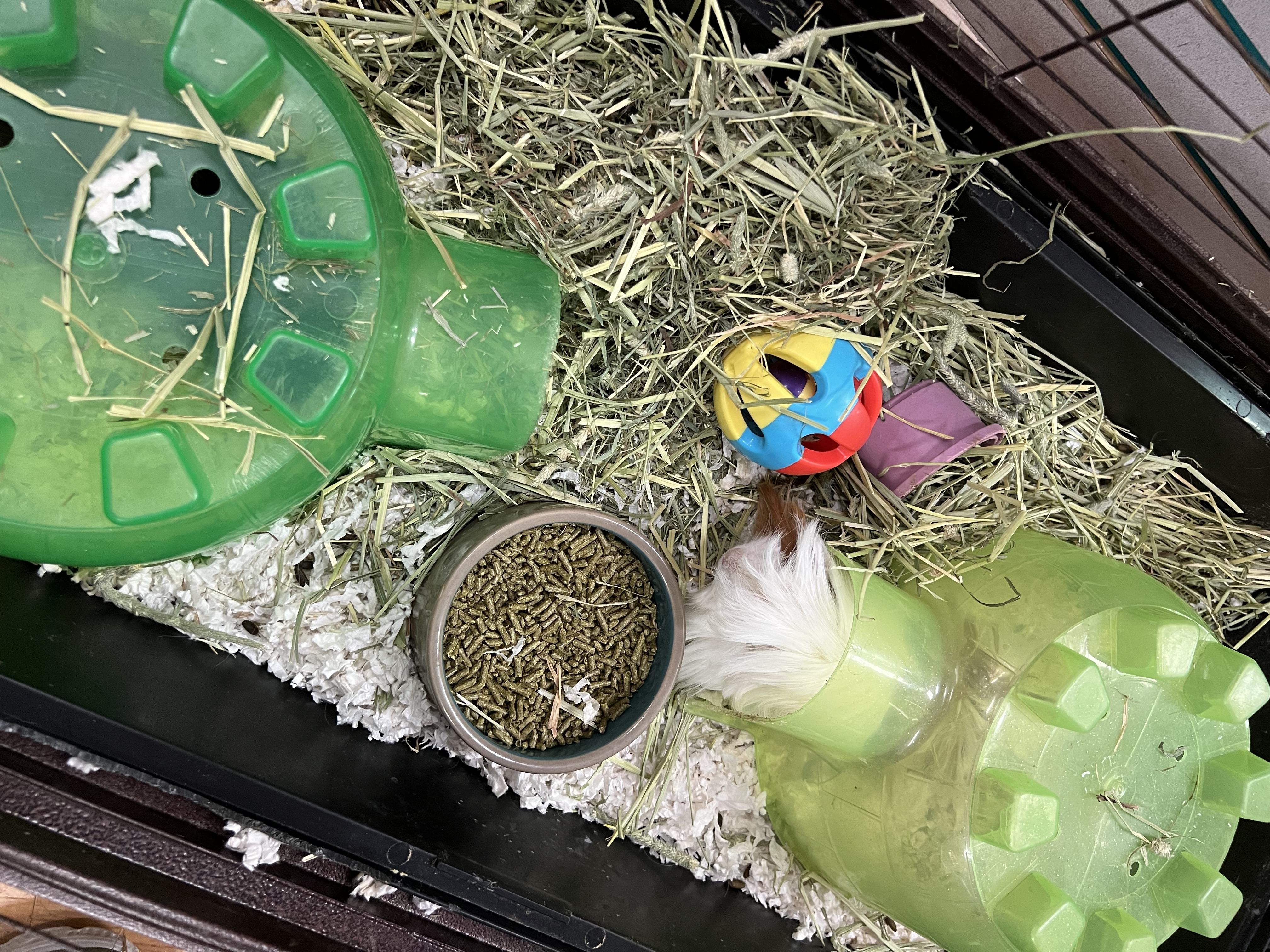 Enlarge Mimi and Wiggles, a Adopted Silkie / Sheltie in Hillsborough, NJ image 2/4