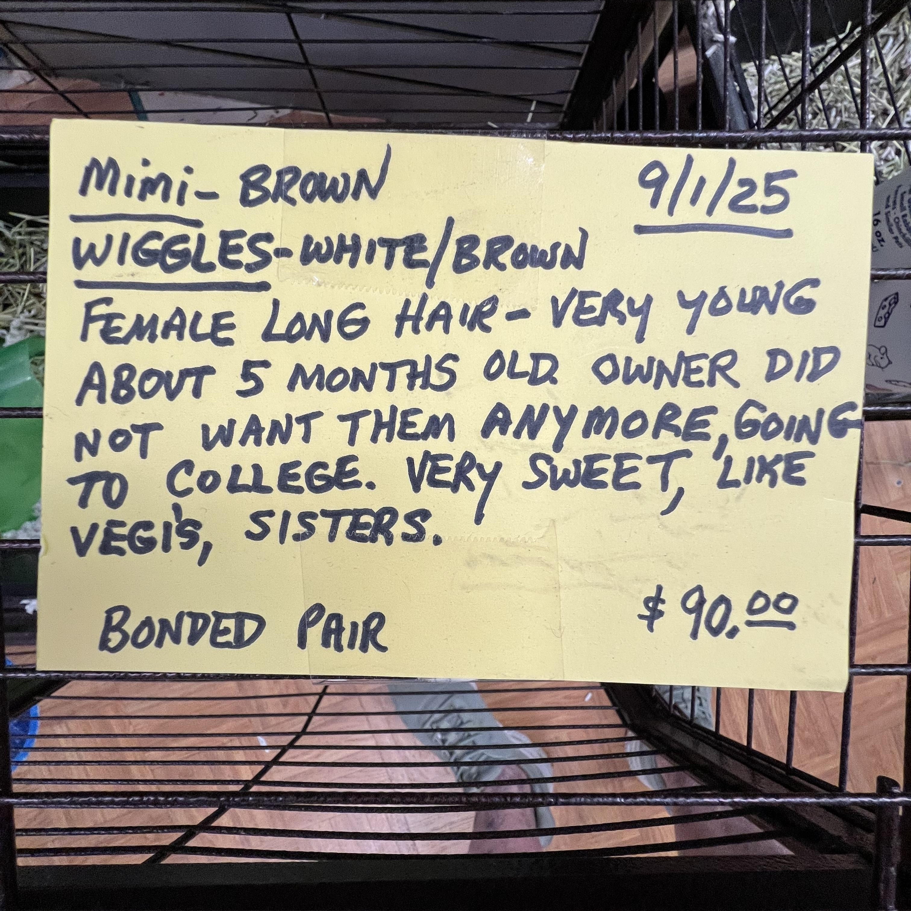 Enlarge Mimi and Wiggles, a Adopted Silkie / Sheltie in Hillsborough, NJ image 3/4