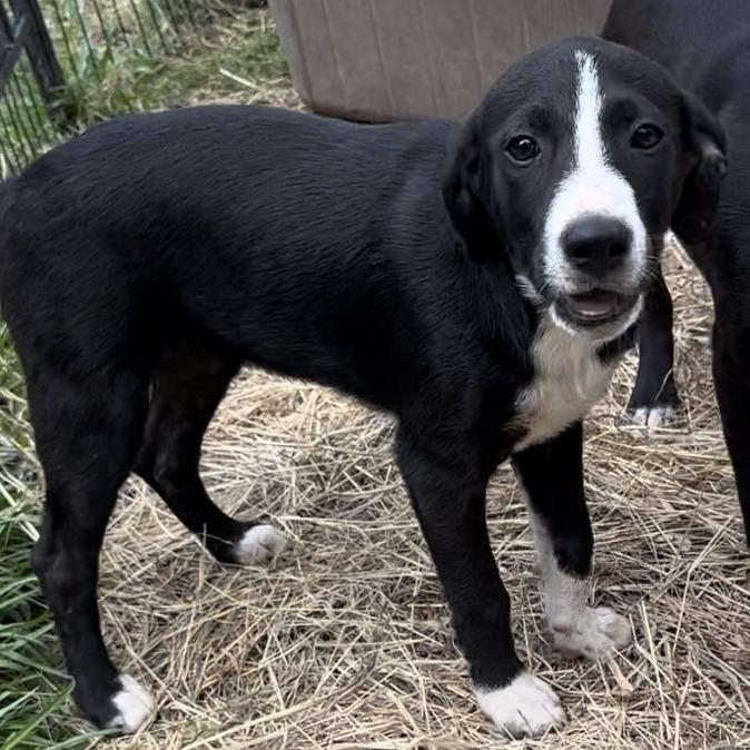 Lyla, Adoptable, Young Female Black Mouth Cur.