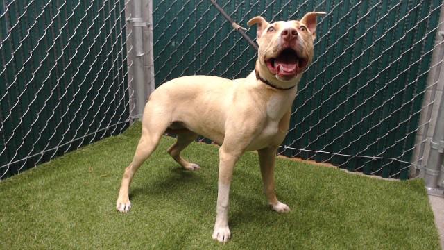 Enlarge MILEY, a Adoptable Pit Bull Terrier in Downey, CA image 1/1