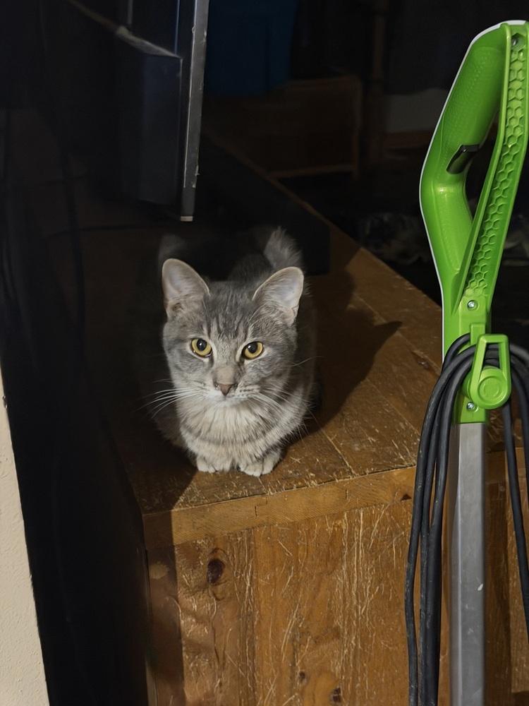 Darnell, Adoptable, Kitten Male Domestic Short Hair.