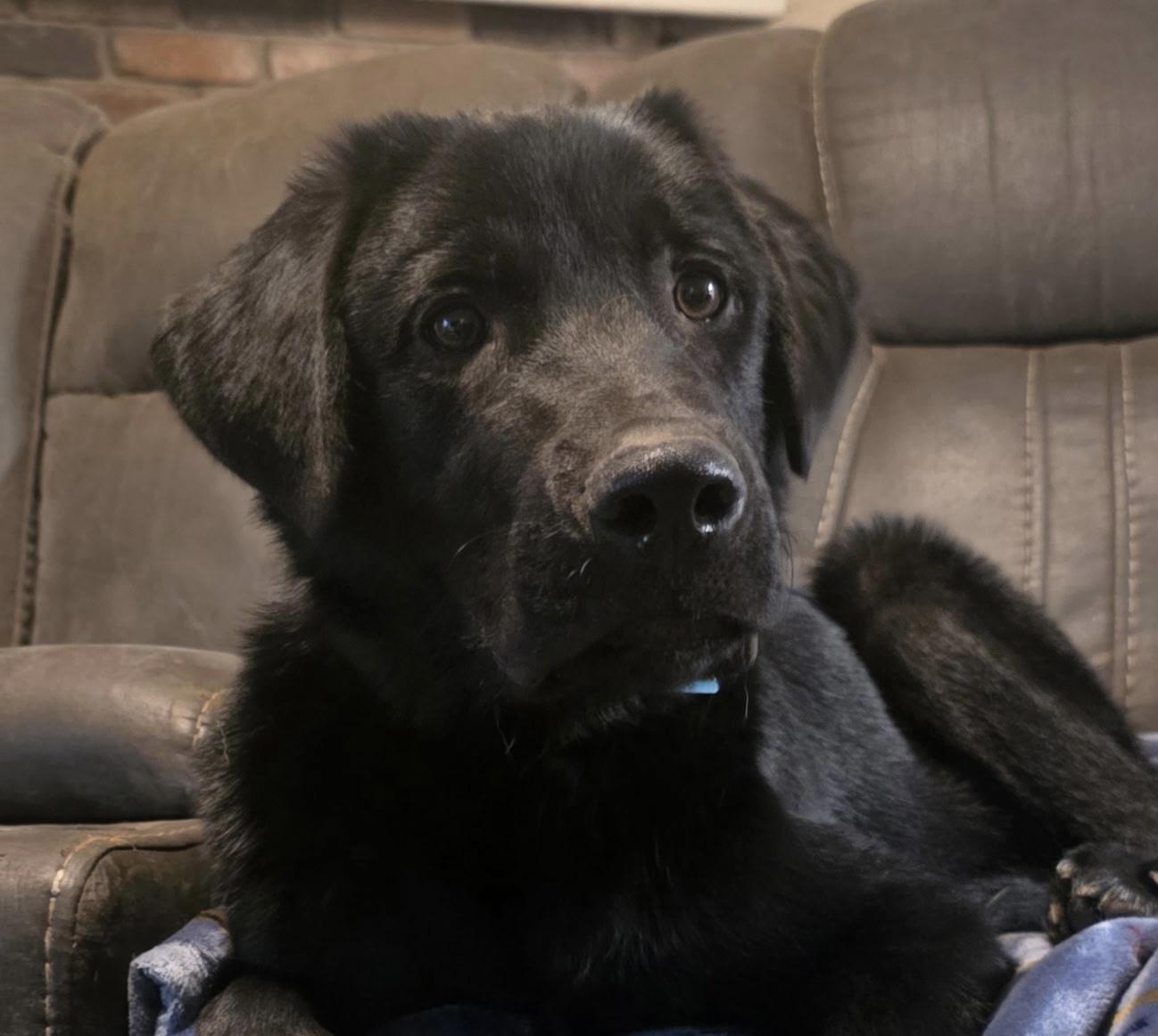 Night, adopted, Puppy Male Black Labrador Retriever.