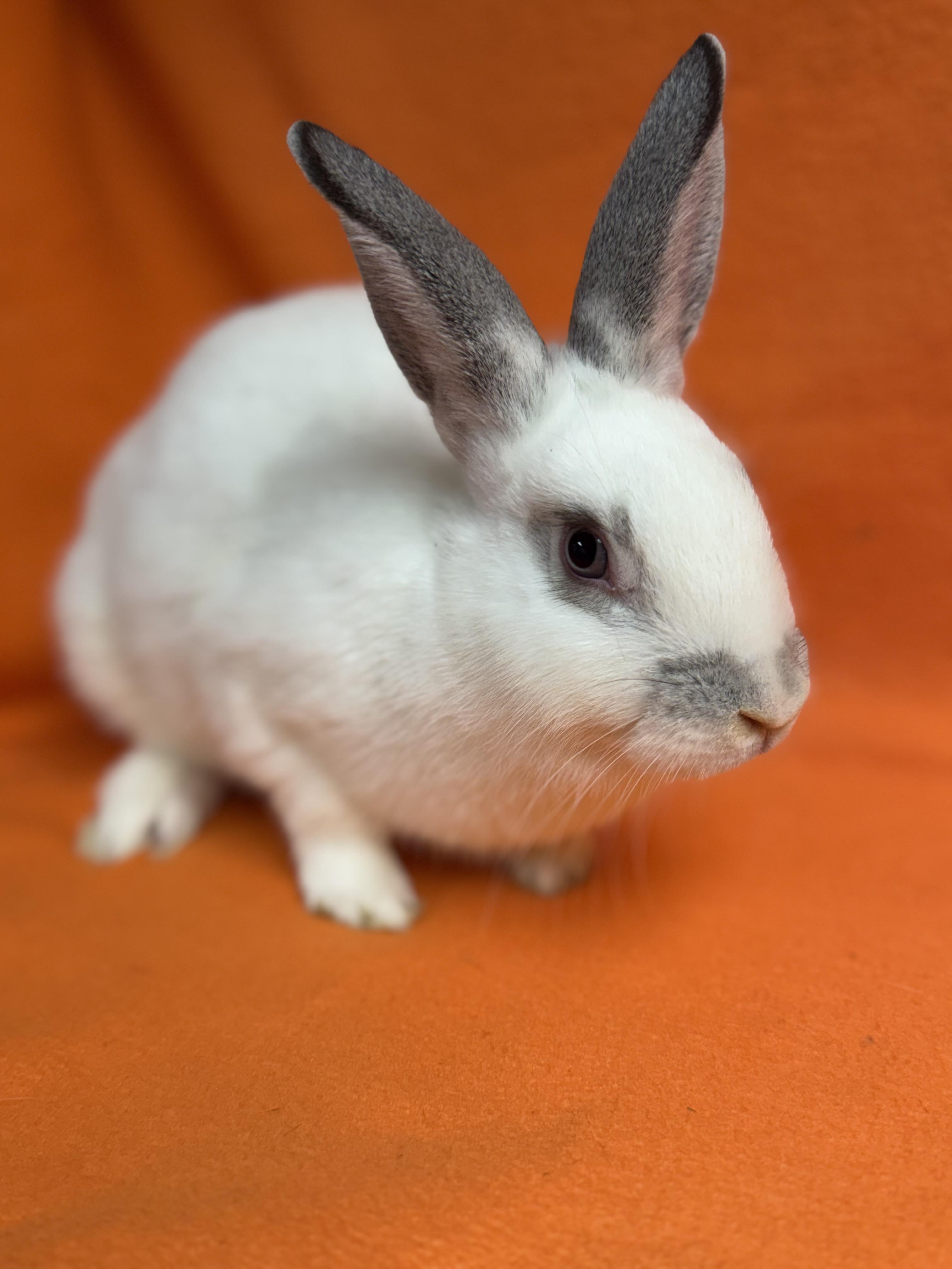 Enlarge Wednesday, a Adoptable English Spot in Edinburg, PA image 3/6