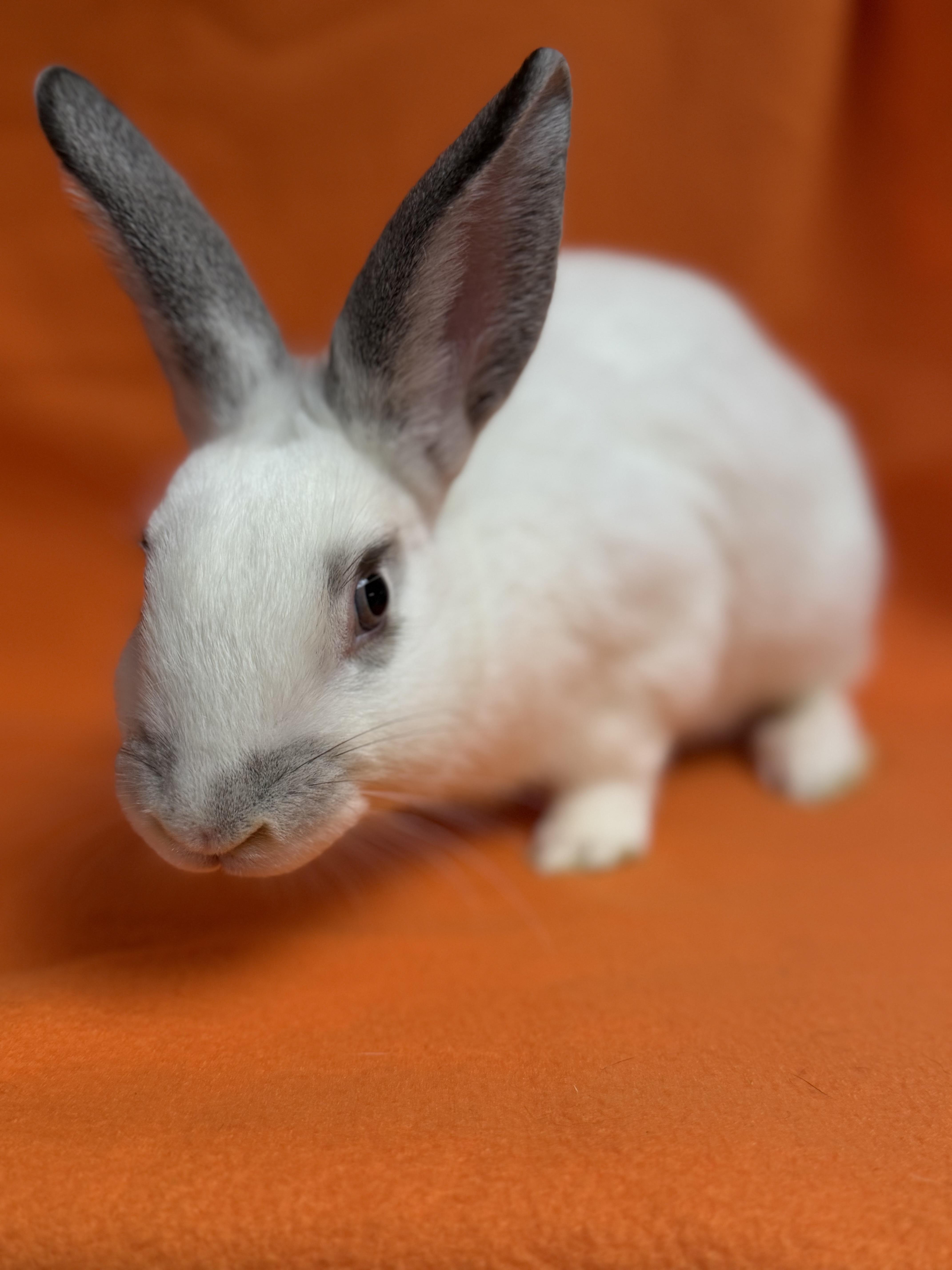 Wednesday, Adoptable, Baby Female English Spot.