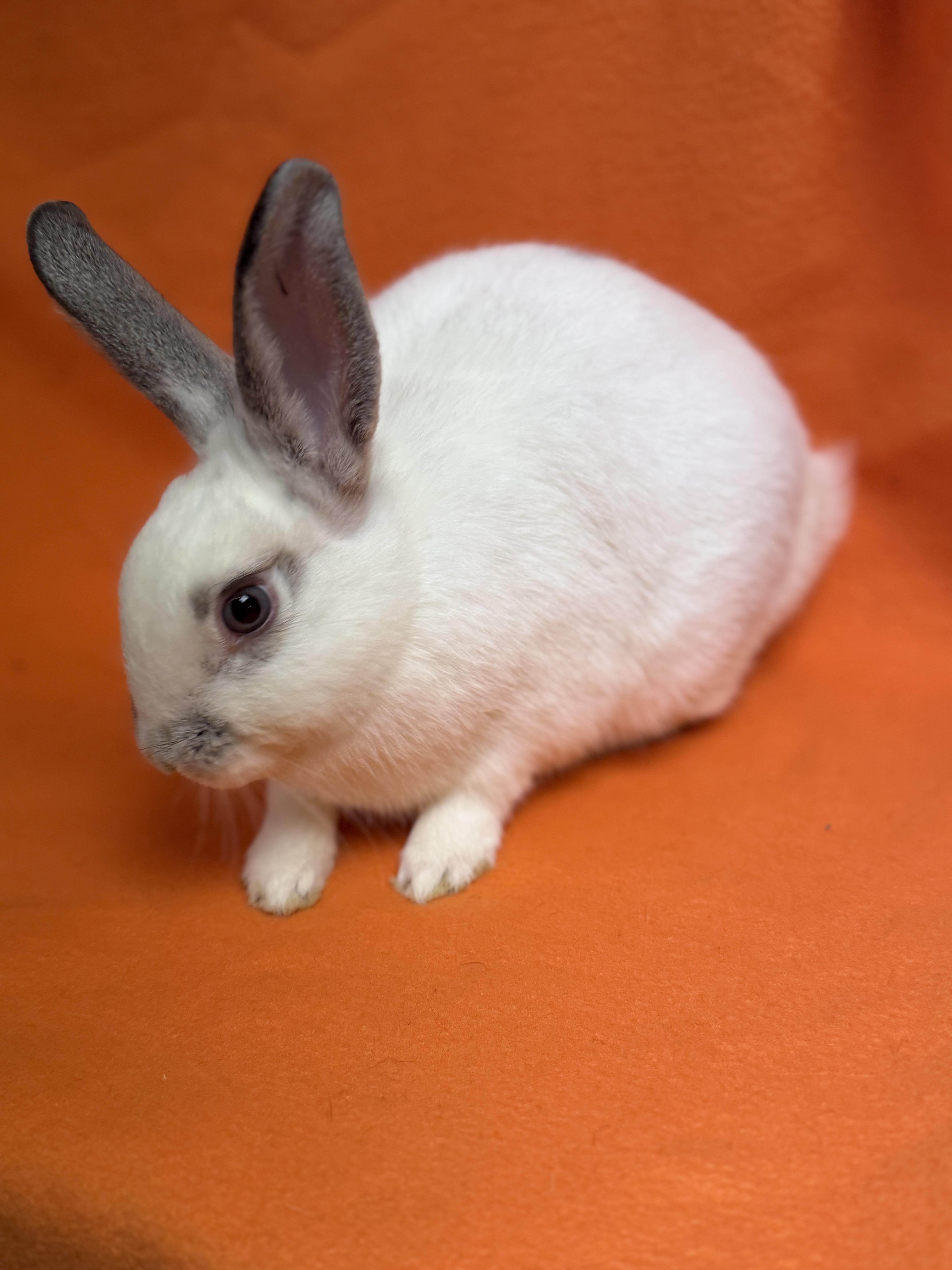 Enlarge Wednesday, a Adoptable English Spot in Edinburg, PA image 5/6