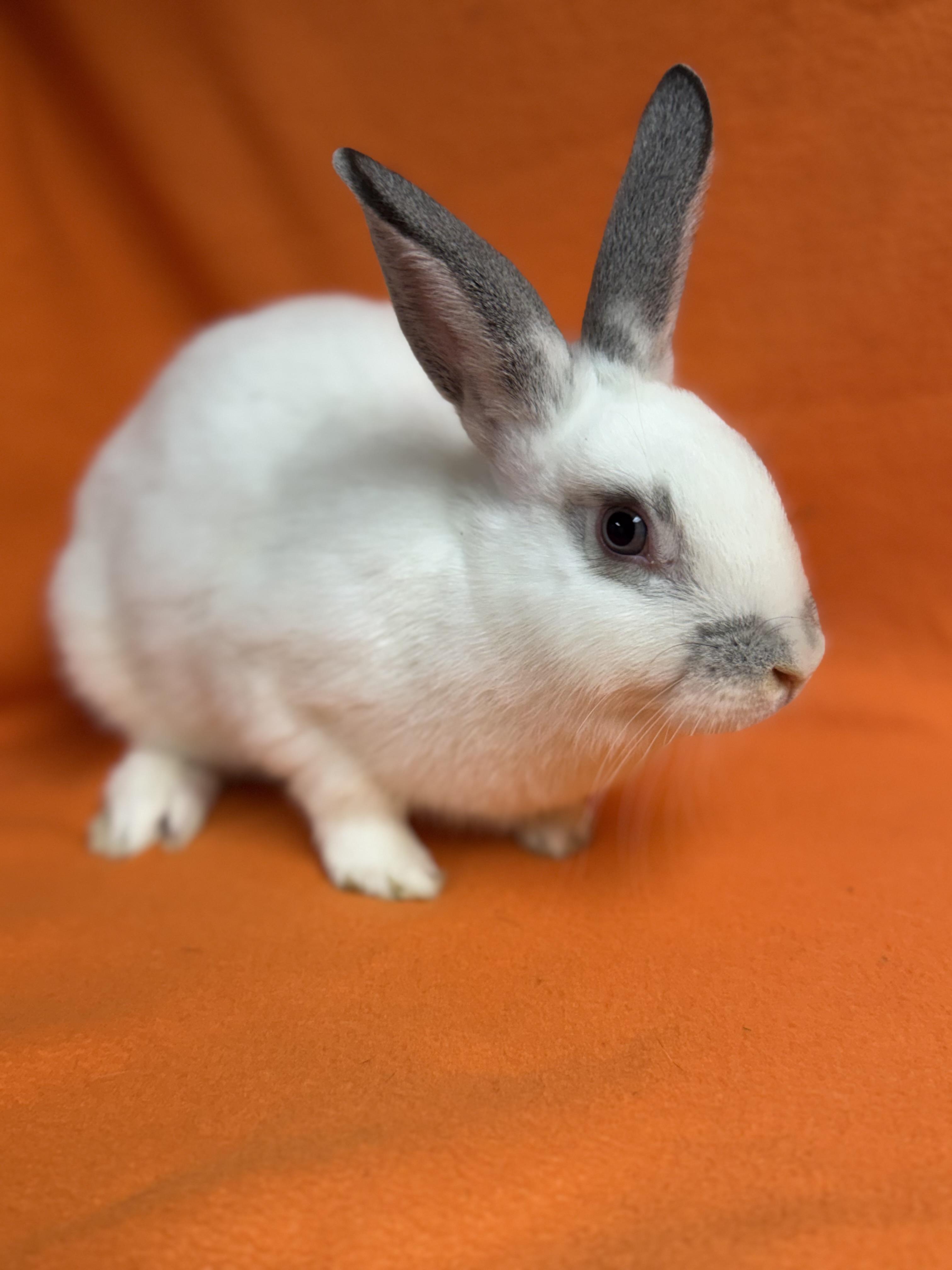 Enlarge Wednesday, a Adoptable English Spot in Edinburg, PA image 4/6