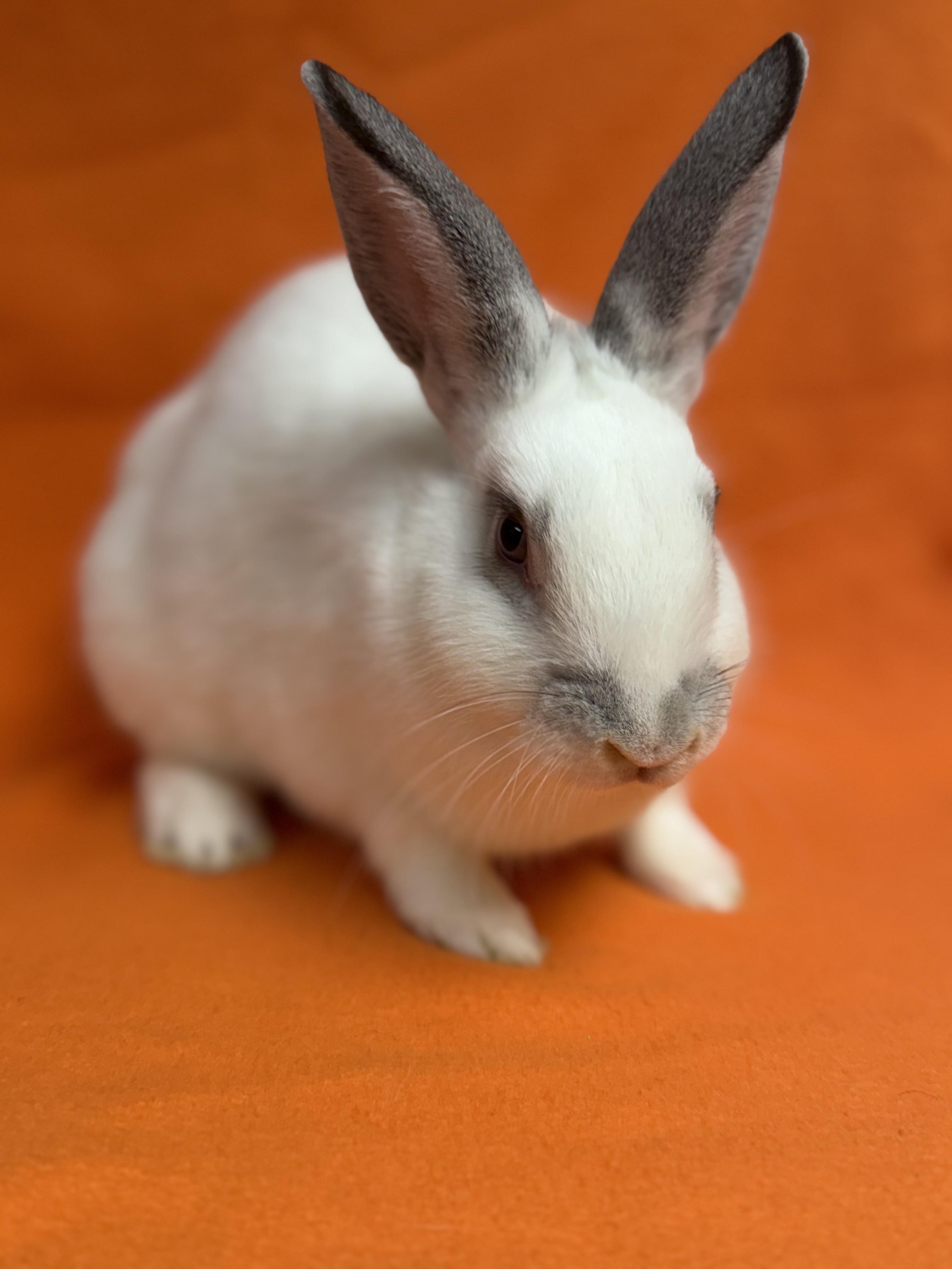 Enlarge Wednesday, a Adoptable English Spot in Edinburg, PA image 2/6
