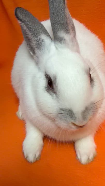 Enlarge Wednesday, a Adoptable English Spot in Edinburg, PA video 6/6