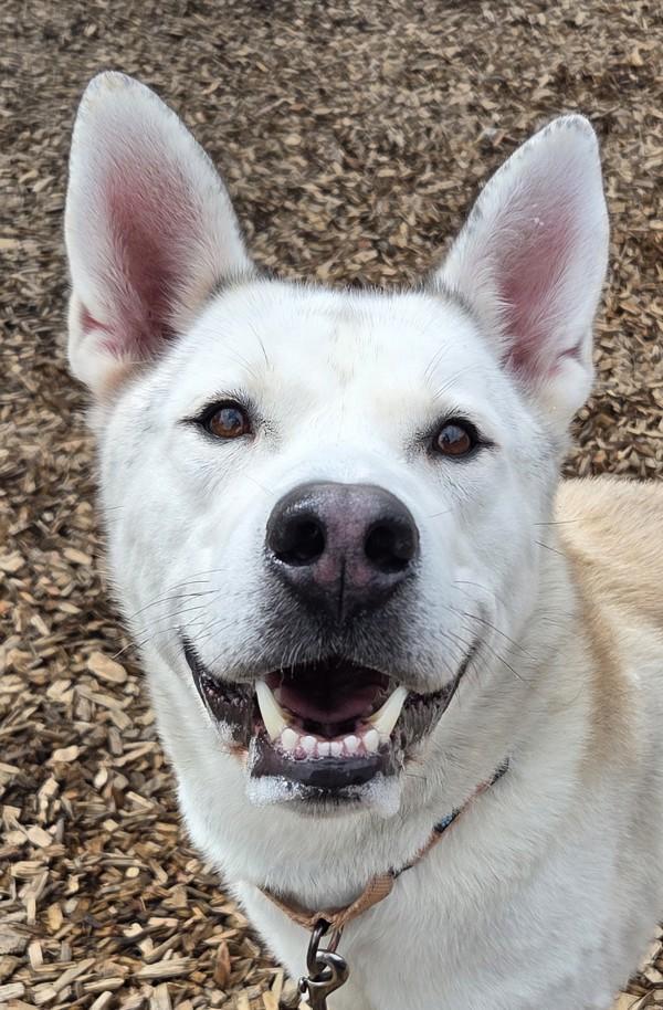 Sprite, Adoptable, Adult Male Siberian Husky & Labrador Retriever.