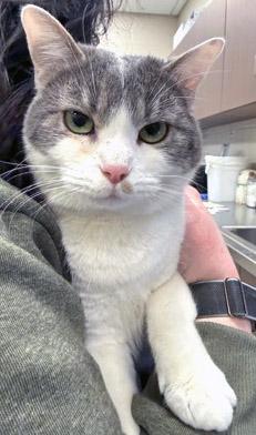 Fiona (at PetSmart) — thumbnail 2