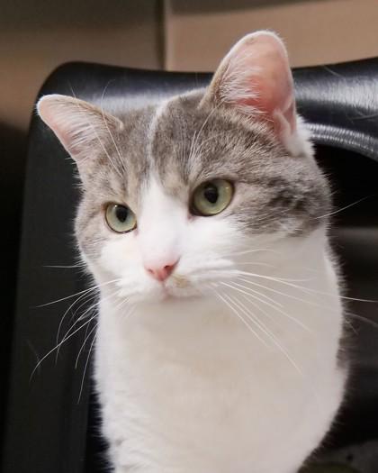 Fiona (at PetSmart) — thumbnail 3