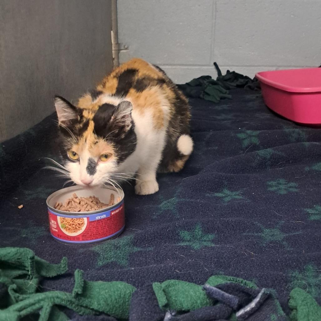 Patches , ADOPTABLE, Young Female Domestic Short Hair.