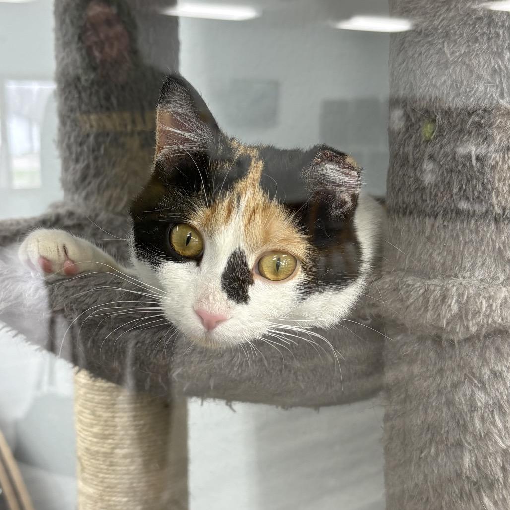 Patches , adopted, Young Female Domestic Short Hair.
