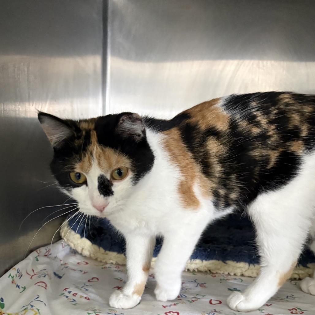 Enlarge Patches , an adopted Domestic Short Hair in Crookston, MN image 3/3