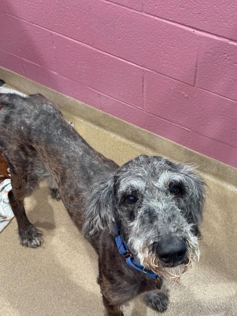 Renny, Adoptable, Adult Male Poodle.