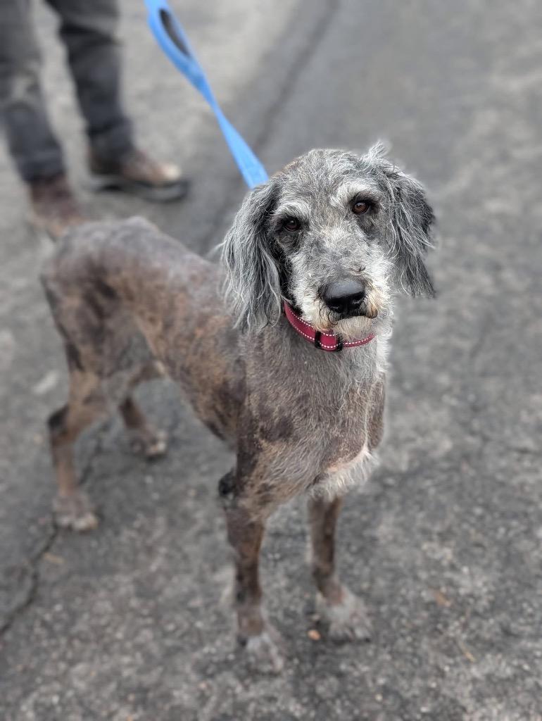 Enlarge Renny, a Adoptable mixed breed in North Syracuse, NY image 2/4