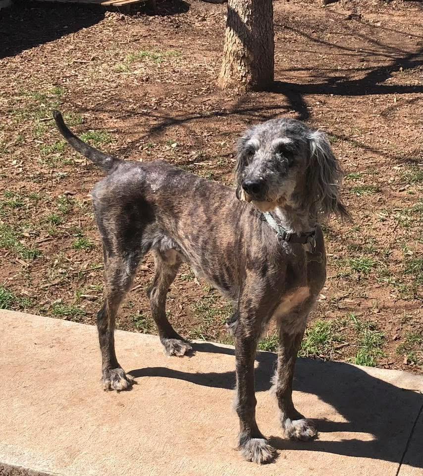 Enlarge Renny, a Adoptable mixed breed in North Syracuse, NY image 3/4