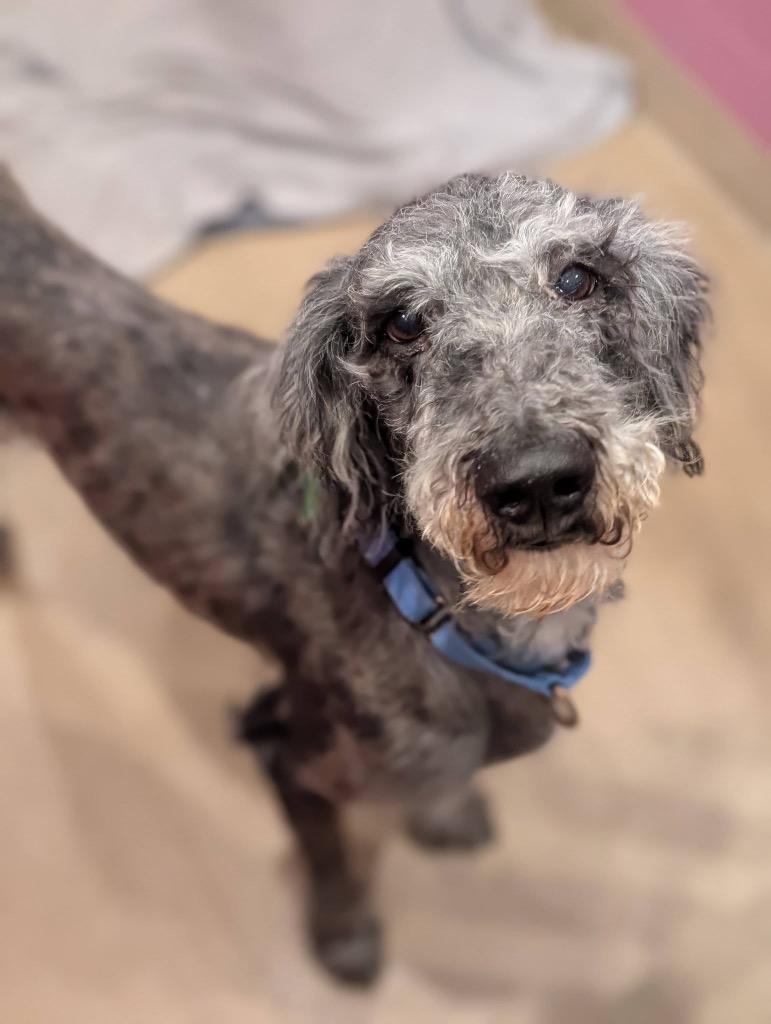 Enlarge Renny, a Adoptable mixed breed in North Syracuse, NY image 4/4