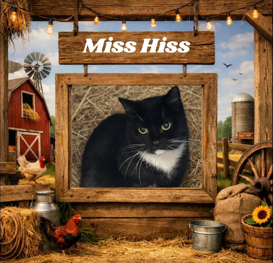 Miss Hiss , ADOPTABLE, Adult Female Domestic Short Hair.