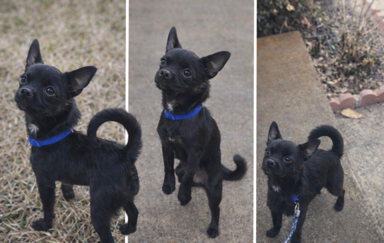 Enlarge Remy, an adoptable mixed breed in Dallas, TX image 1/1