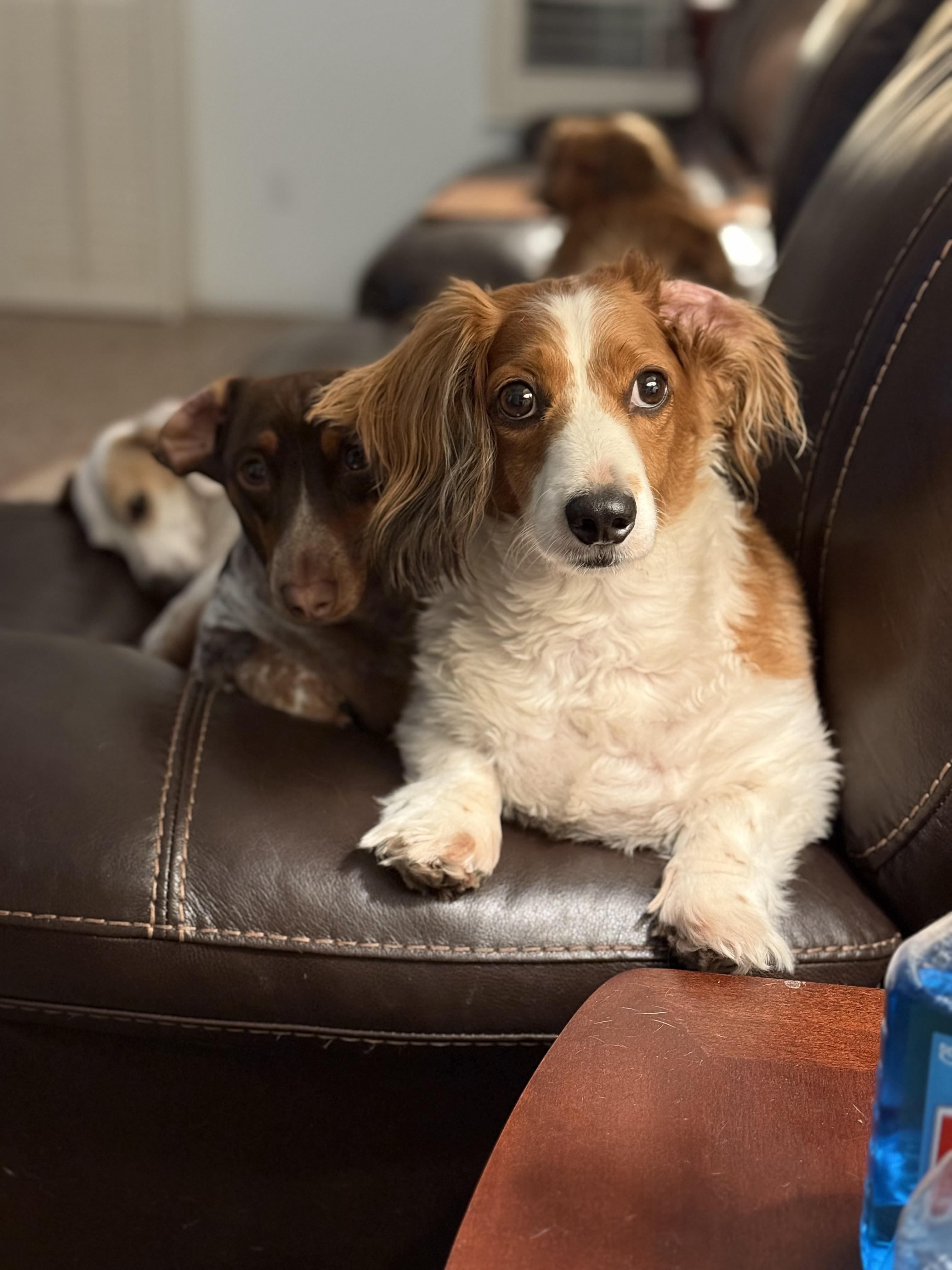 Enlarge Aries, an adopted Dachshund (Long Haired) in Sacramento, CA image 4/6