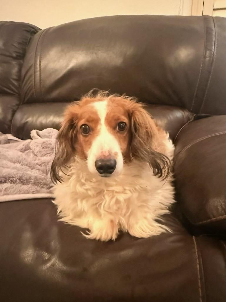 Enlarge Aries, an adopted Dachshund (Long Haired) in Sacramento, CA image 5/6