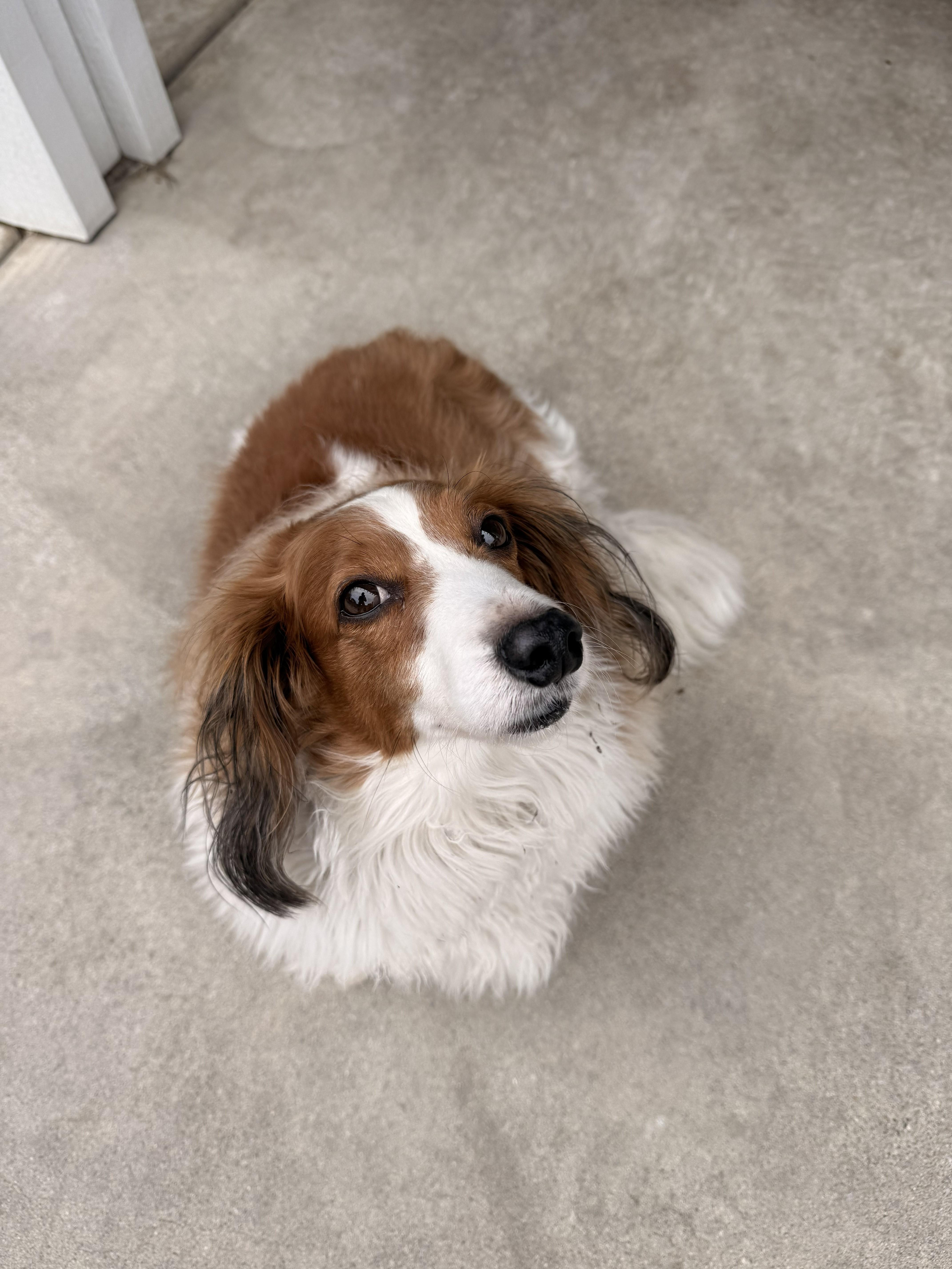 Enlarge Aries, an adopted Dachshund (Long Haired) in Sacramento, CA image 2/6