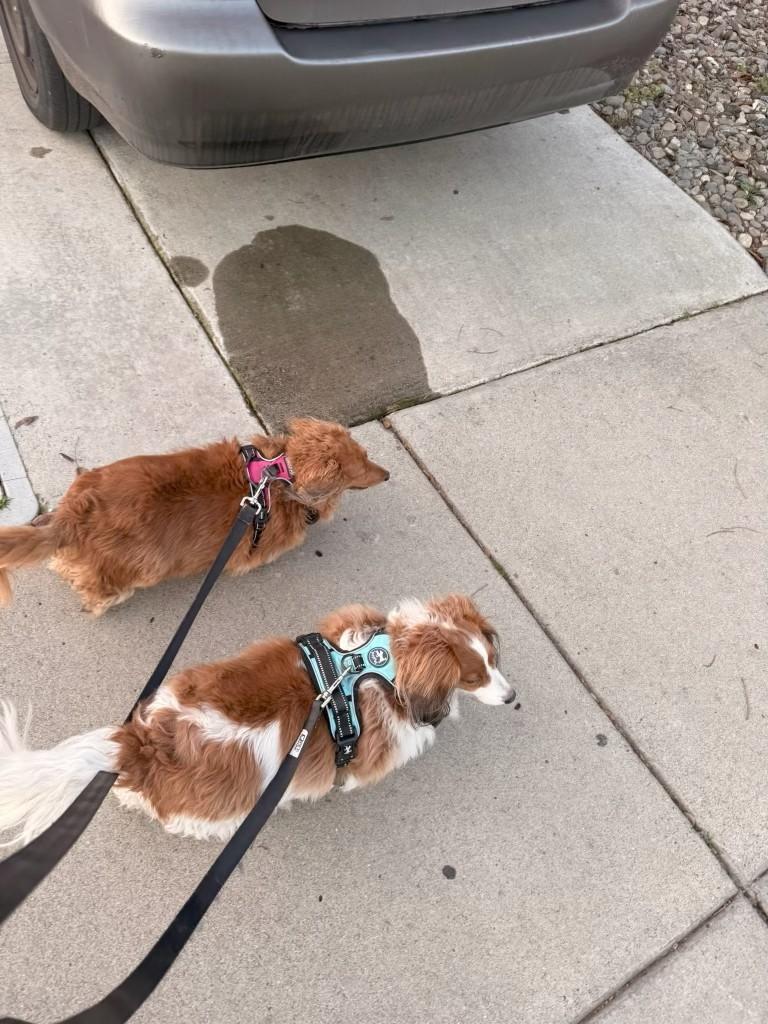 Enlarge Aries, an adopted Dachshund (Long Haired) in Sacramento, CA image 6/6