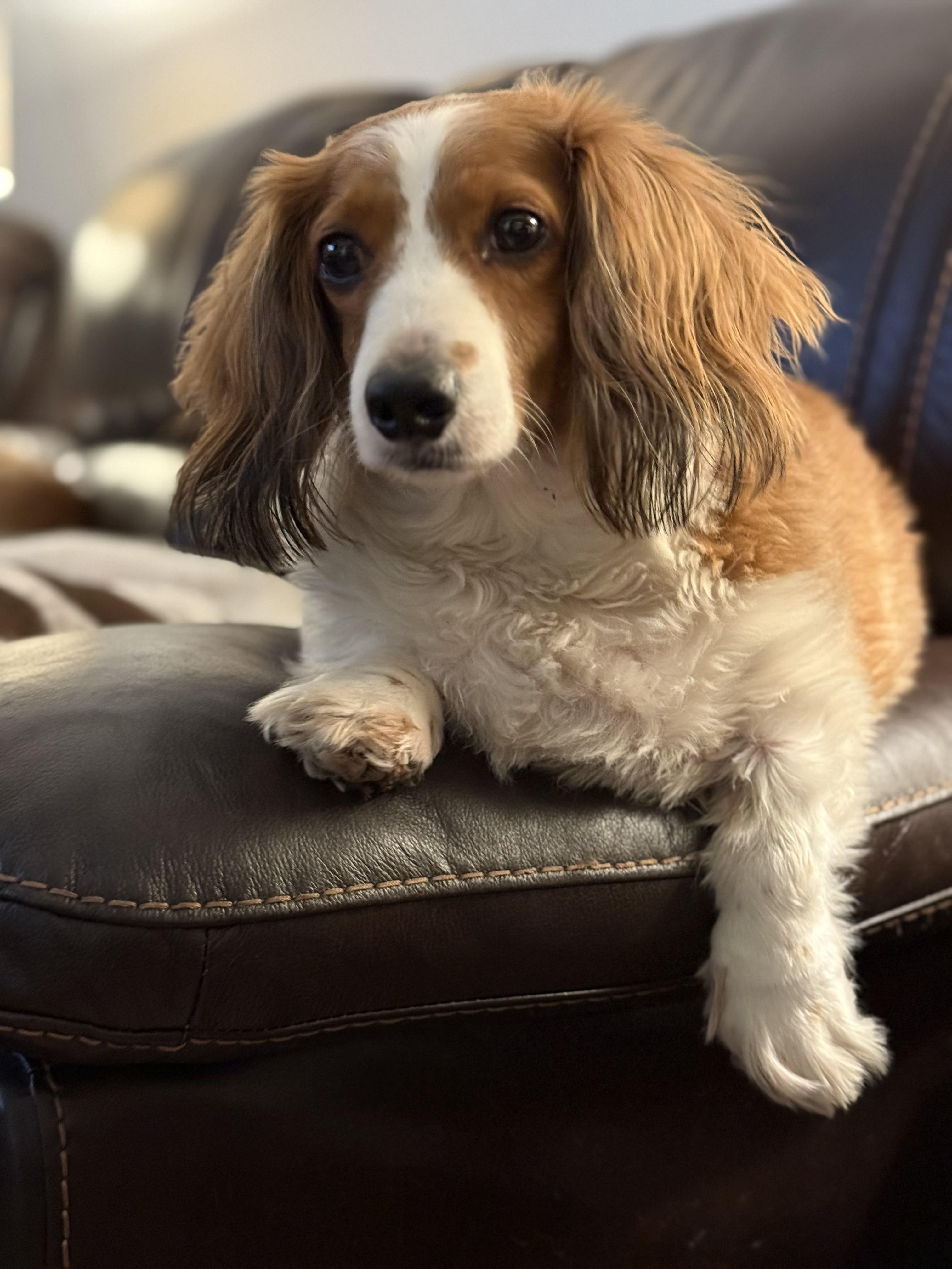 Enlarge Aries, an adopted Dachshund (Long Haired) in Sacramento, CA image 3/6