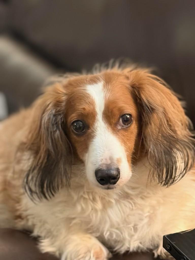 Enlarge Aries, an adopted Dachshund (Long Haired) in Sacramento, CA image 1/6